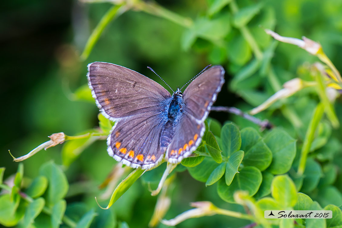 Polyommatus bellargus