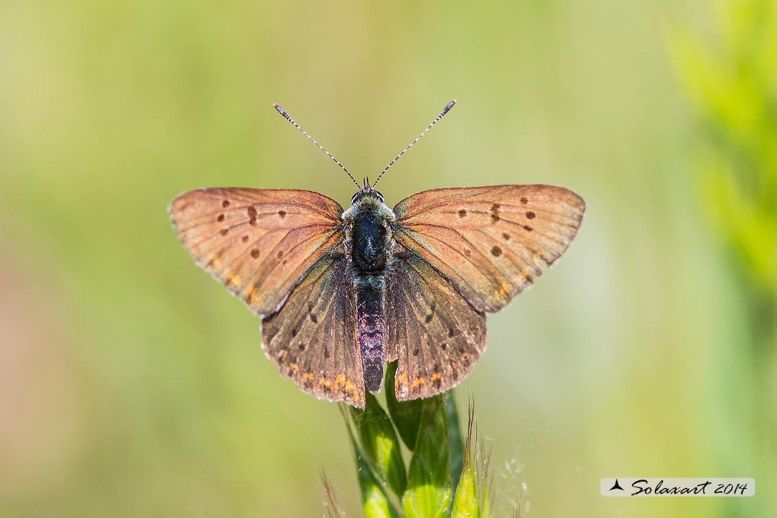 Licenide: Lycaena tityrus (??)