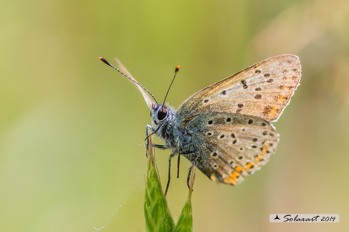 Licenide: Lycaena tityrus (??)