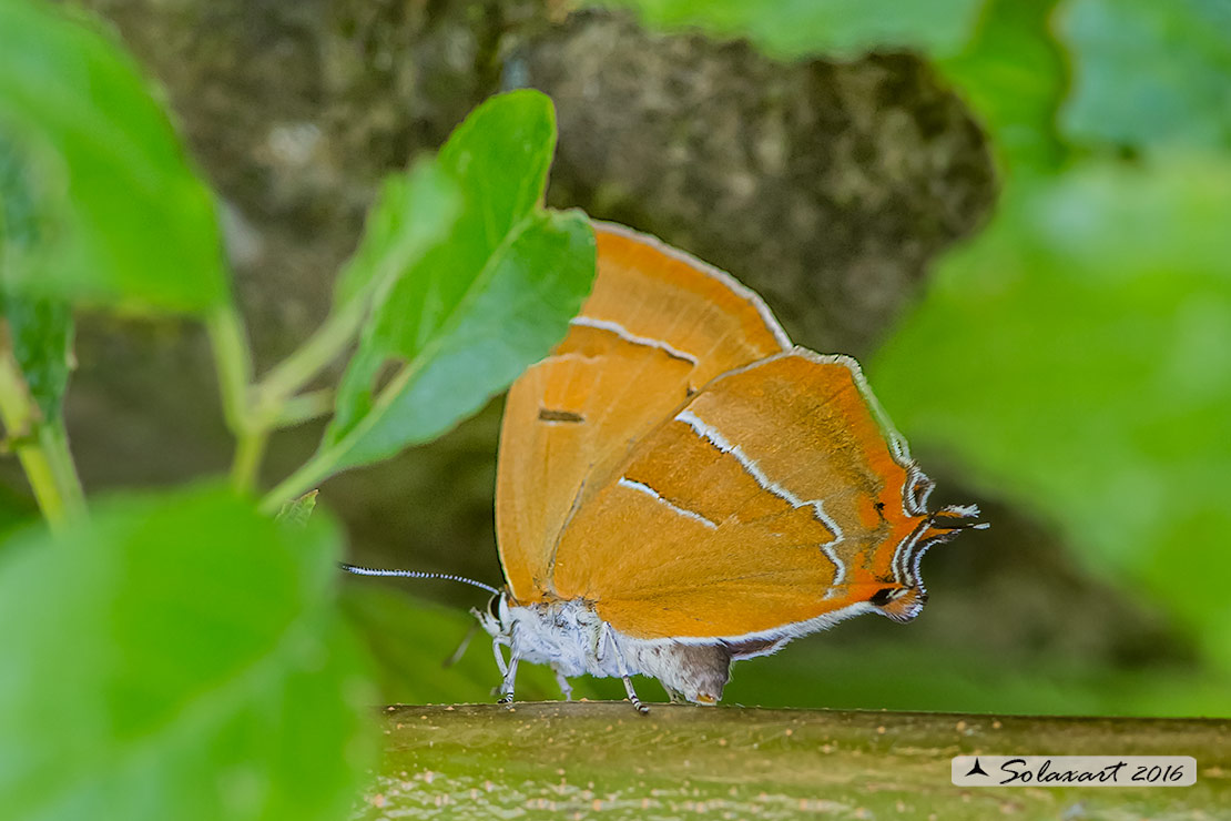 Lycaenidae: Thecla betulae