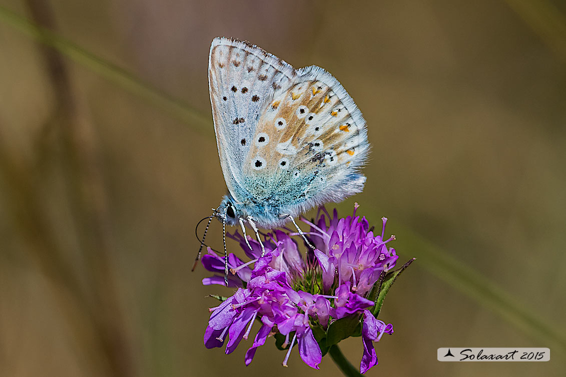 Lycaenidae  - Polyommatus (Lysandra) coridon