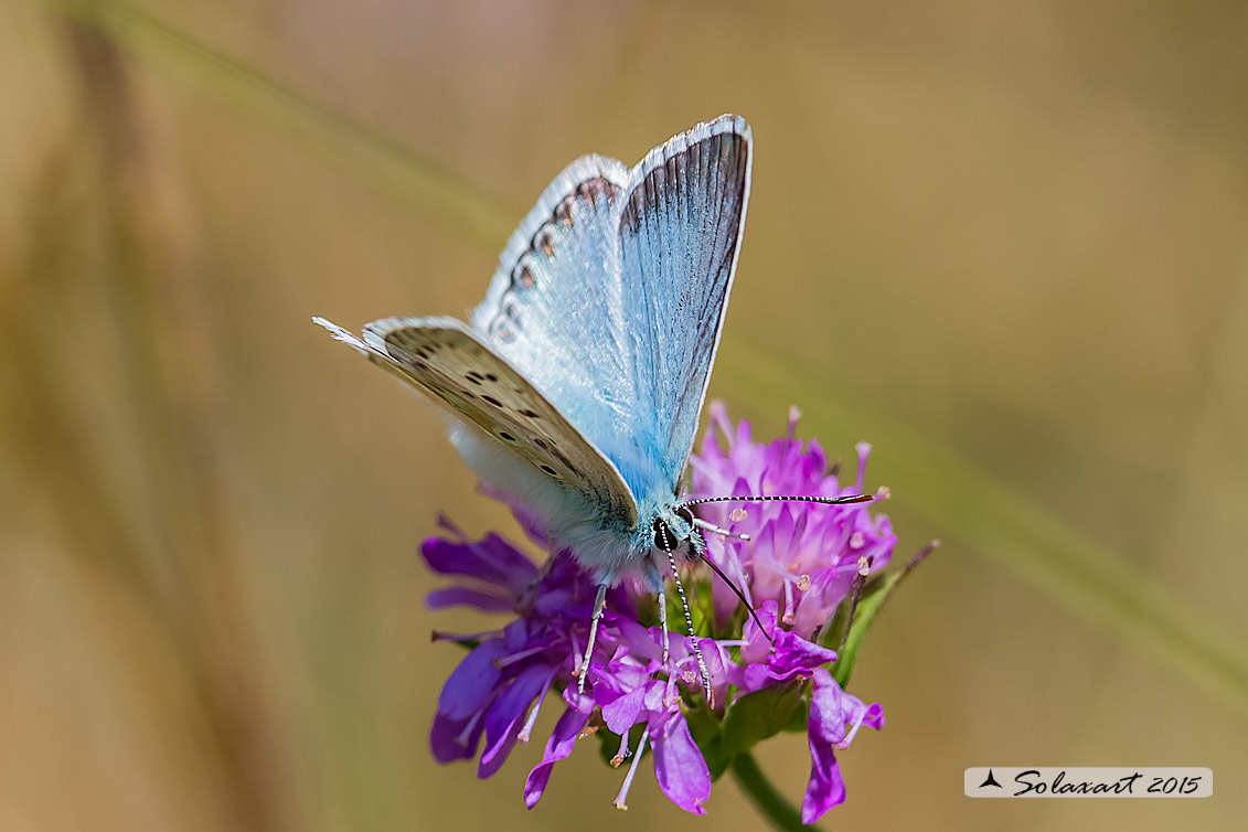 Lycaenidae  - Polyommatus (Lysandra) coridon