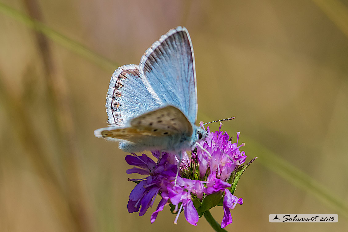 Lycaenidae  - Polyommatus (Lysandra) coridon