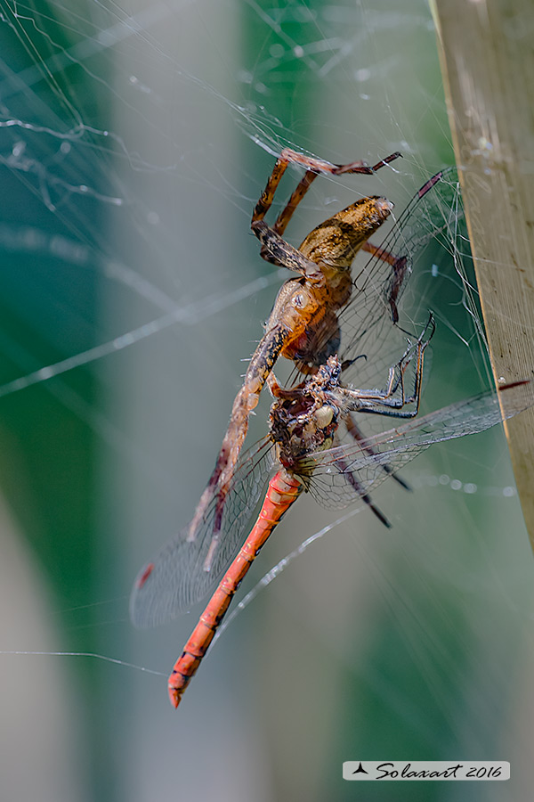 Lycosidae ?  No, Pisaurdae: Dolomedes sp. - Parco  Groane (MI)