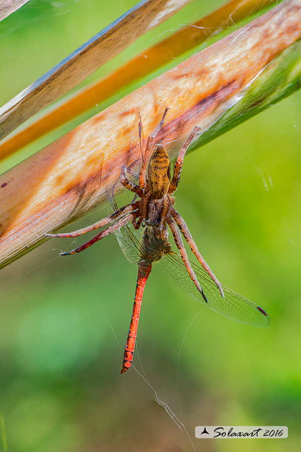 Lycosidae ?  No, Pisaurdae: Dolomedes sp. - Parco  Groane (MI)