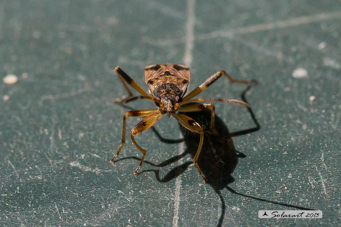 Lygaeidae Scolopostethus puberulus (???)