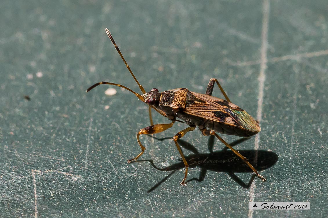 Lygaeidae Scolopostethus puberulus (???)