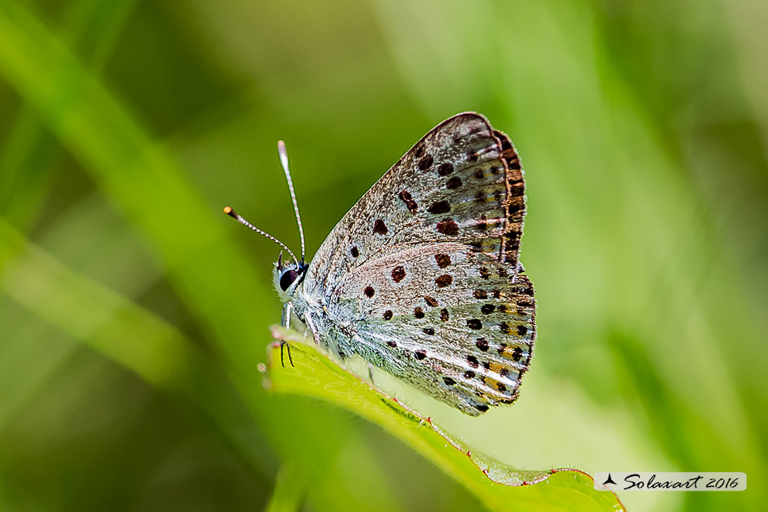 Maculinea arion? No, Lycaena tityrus