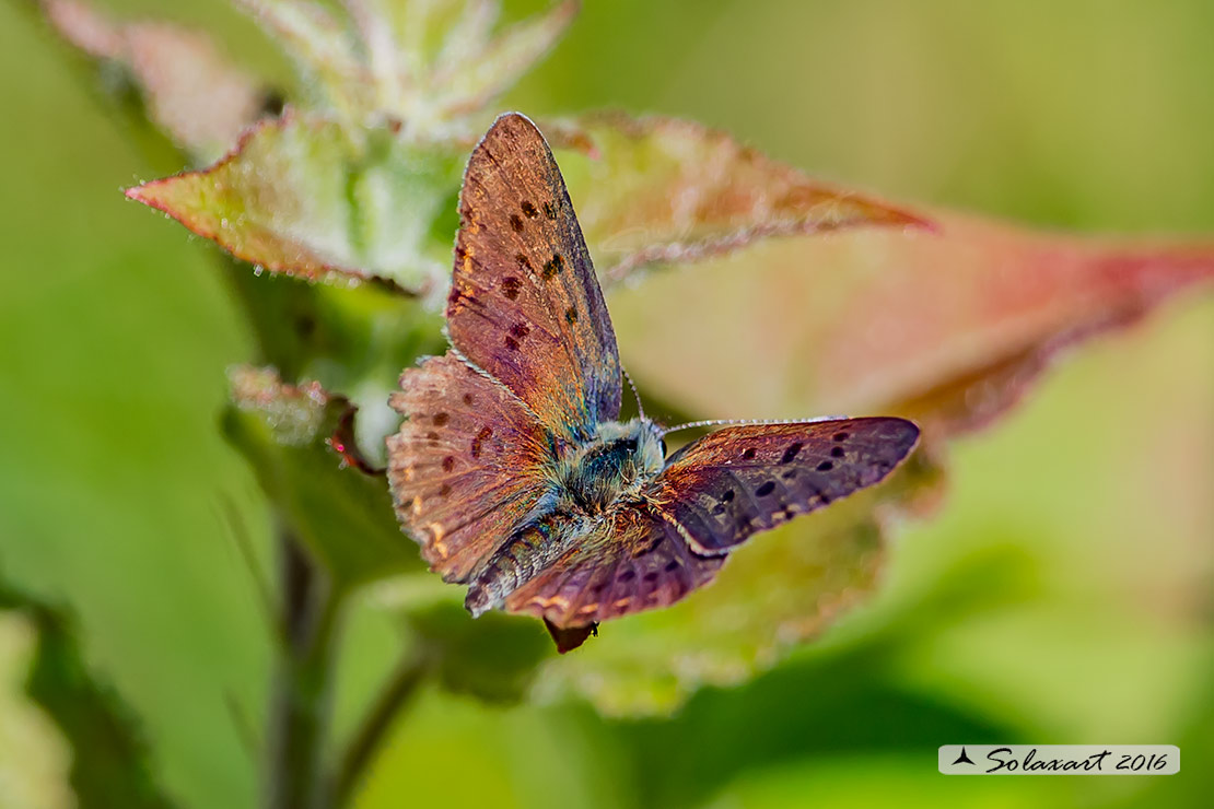 Maculinea arion? No, Lycaena tityrus