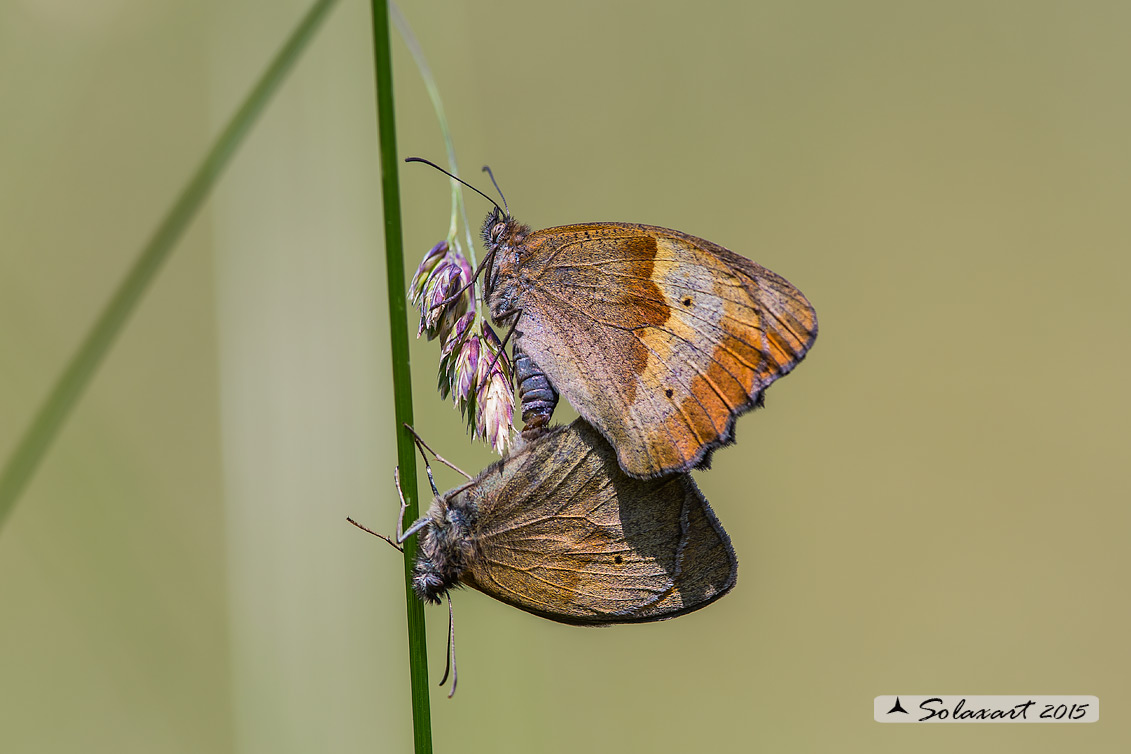 Maniola jurtina