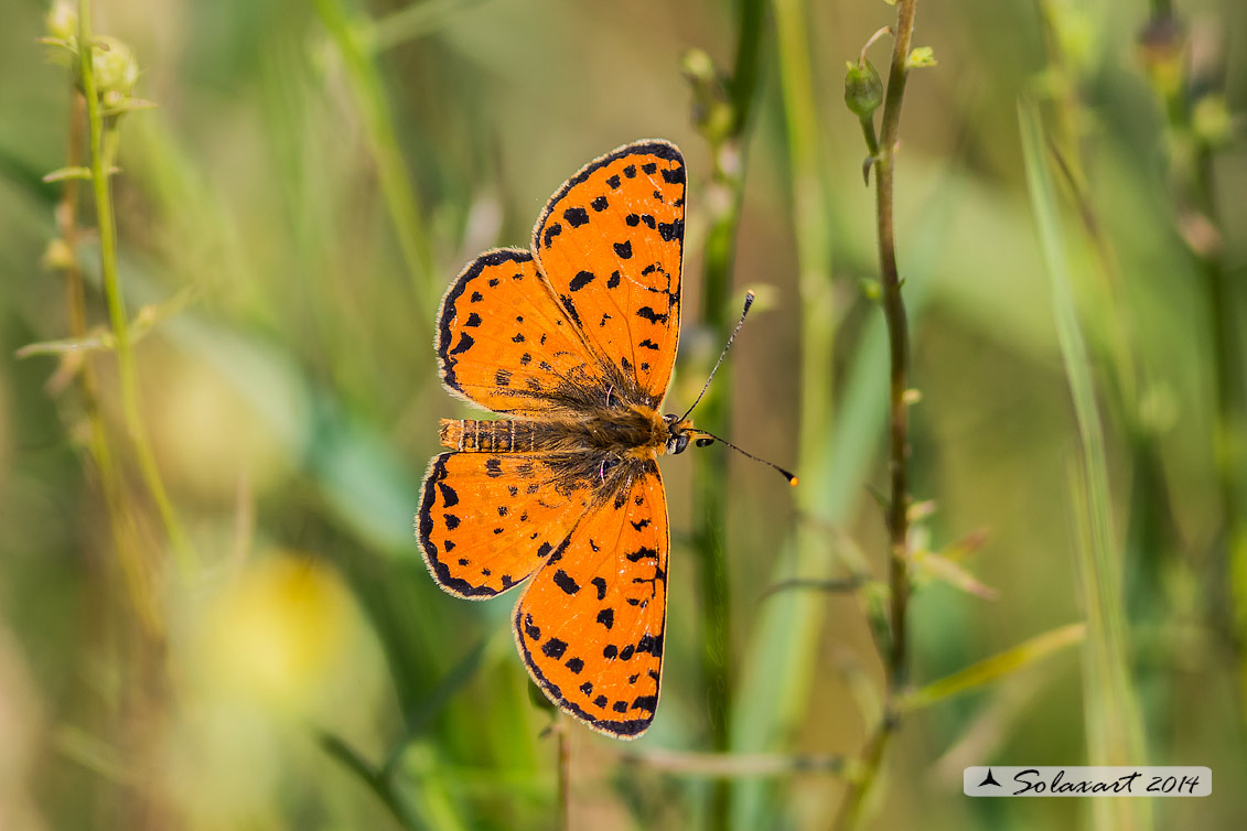 Melitaea sp - (???)