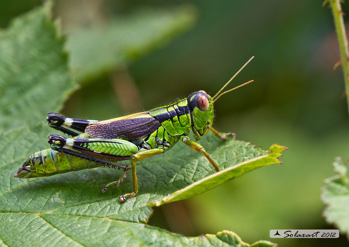 Miramella (Nadigella) formosanta