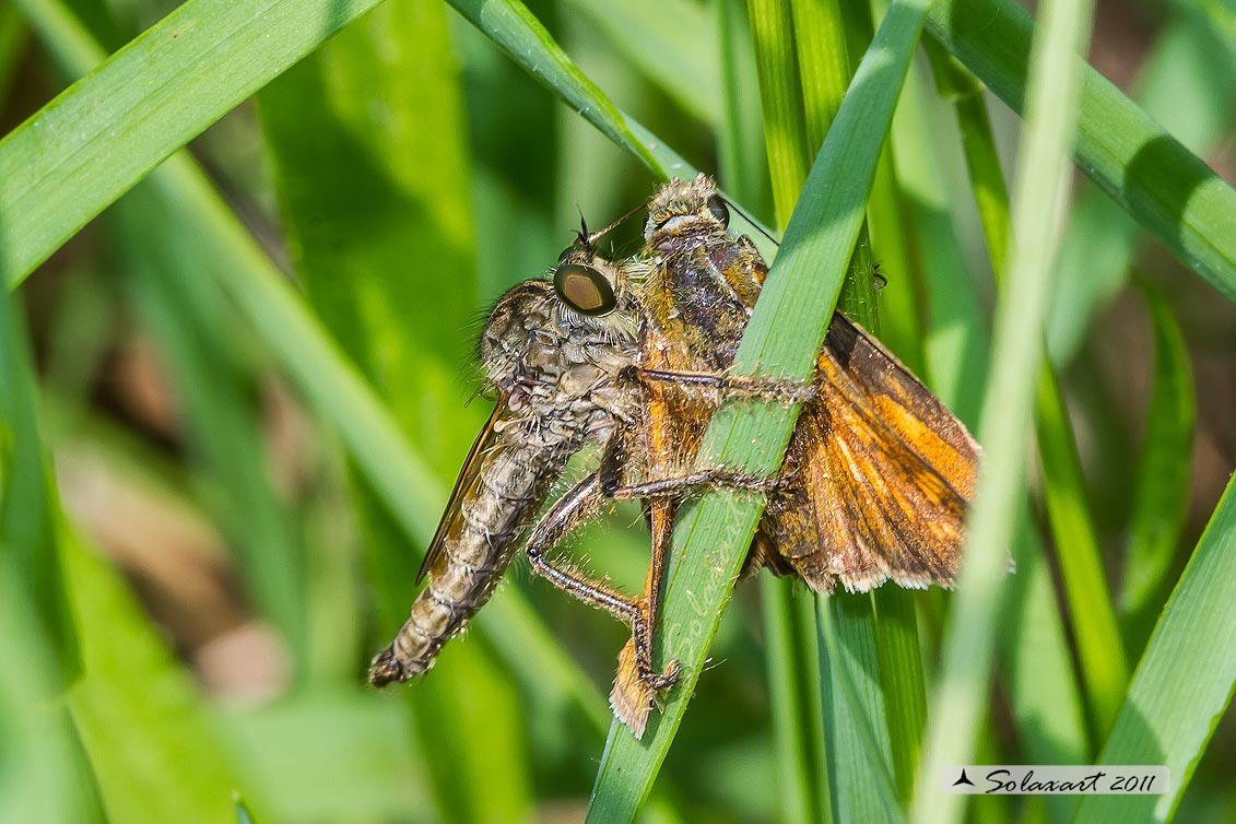 Asilidae ?? con preda