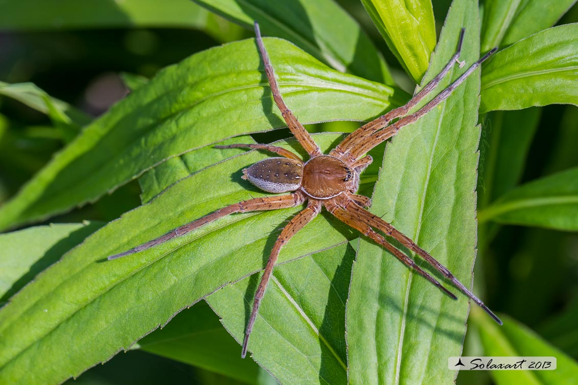 Pisauridae ? no ? Dolomdes sp. - Pavia