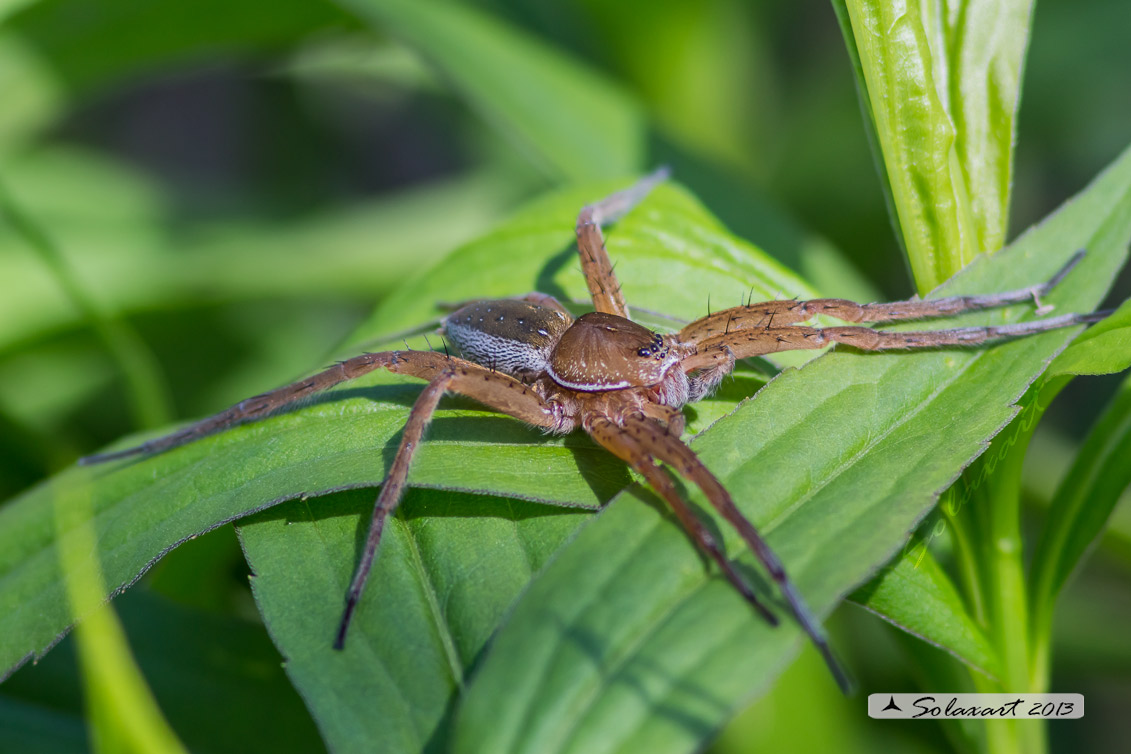 Pisauridae ? no ? Dolomdes sp. - Pavia