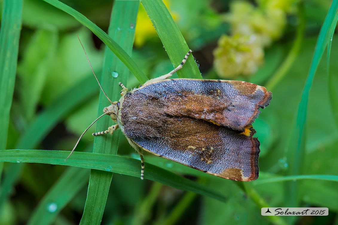 Noctuidae (??)