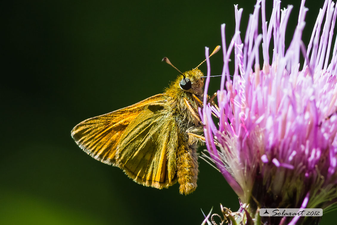 Ochlodes venatus o Ochlodes sylvanus, o  sylvanus-venatus?