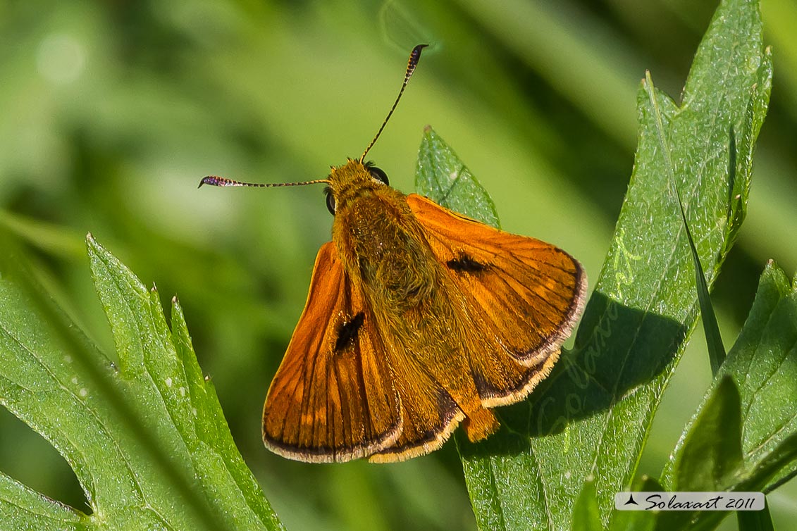 Ochlodes venatus o Ochlodes sylvanus, o  sylvanus-venatus?