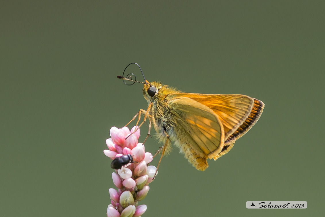 Ochlodes venatus o Ochlodes sylvanus, o  sylvanus-venatus?