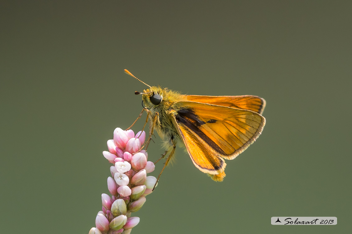 Ochlodes venatus o Ochlodes sylvanus, o  sylvanus-venatus?