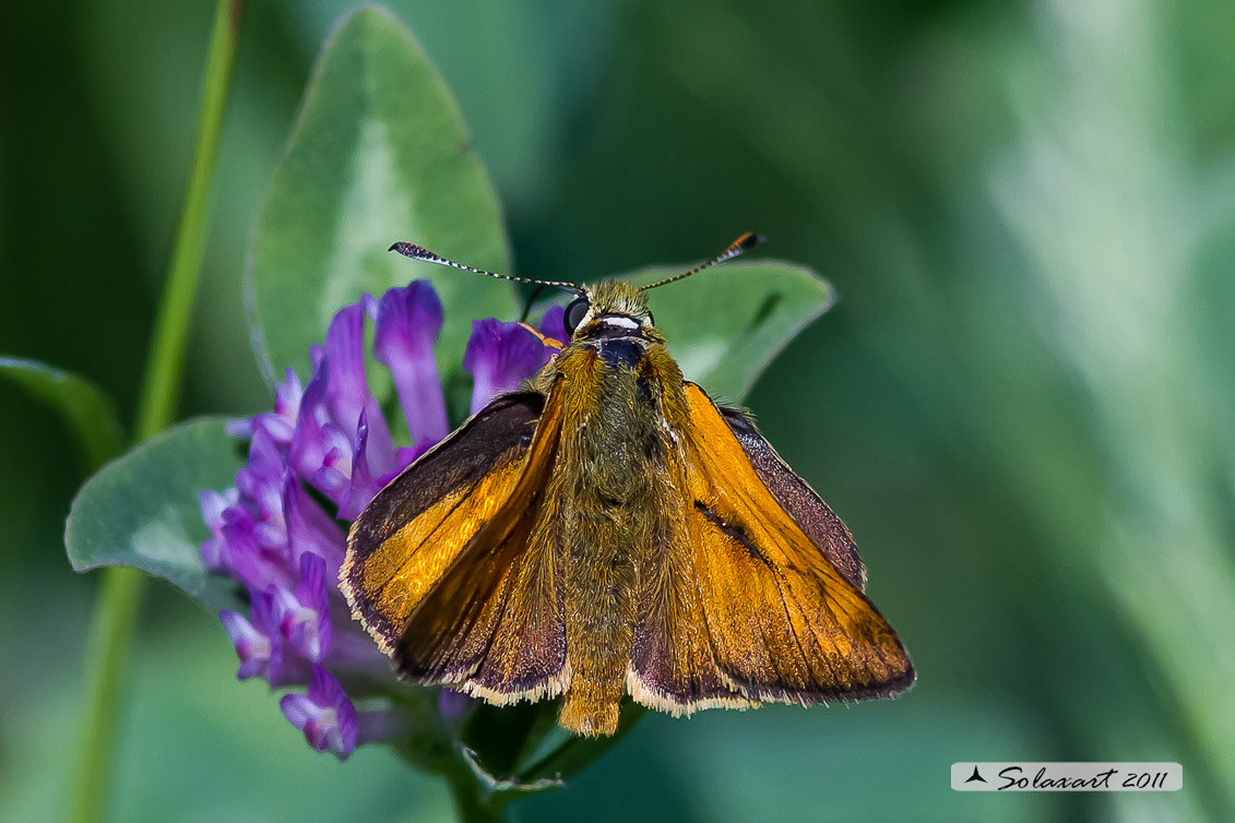 Ochlodes venatus o Ochlodes sylvanus, o  sylvanus-venatus?