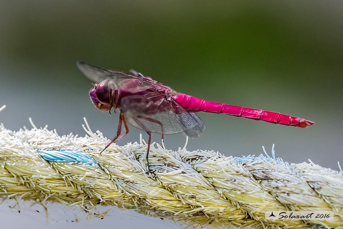 Libellulidae, Orthemis (??) femmina