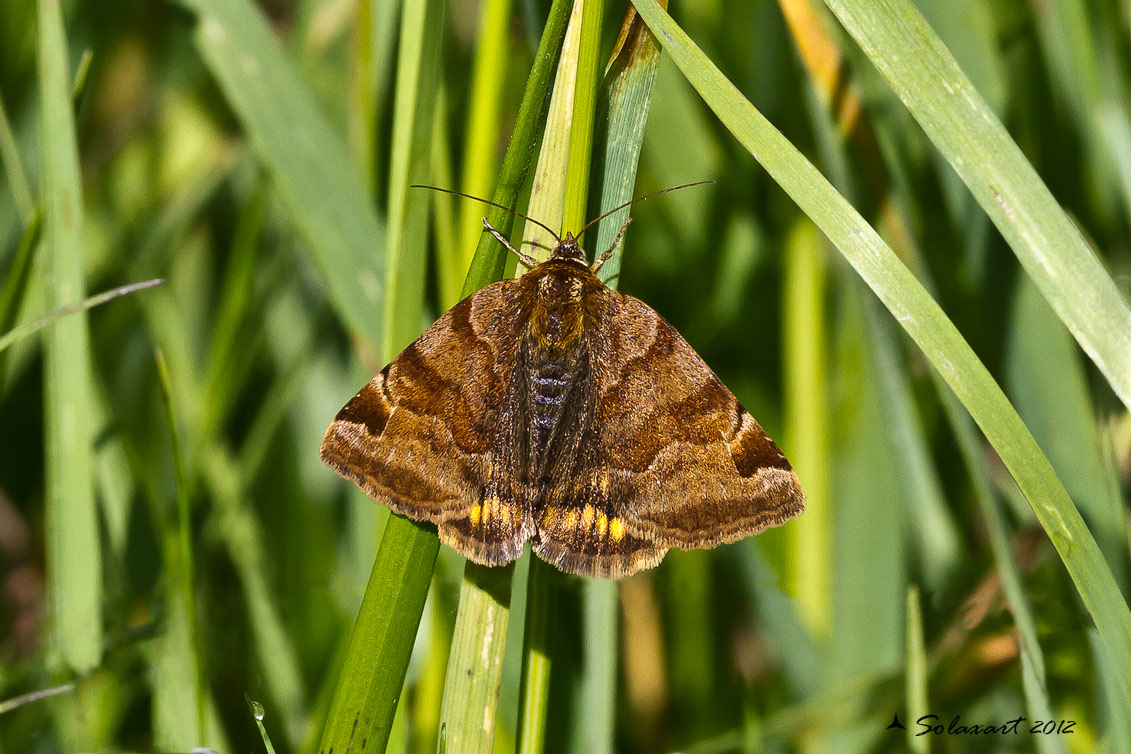 Panemeria tenebrata