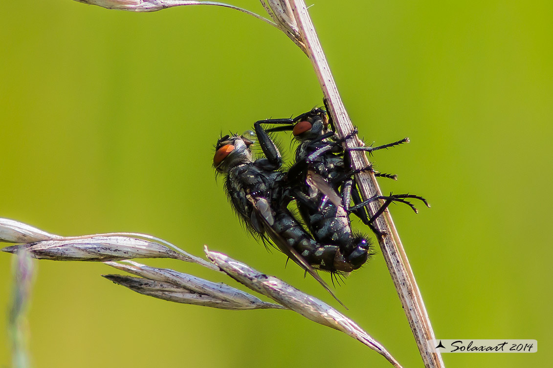 Pelatachina tibialis? No. Sarcofagidae:Sarcophaga sp.