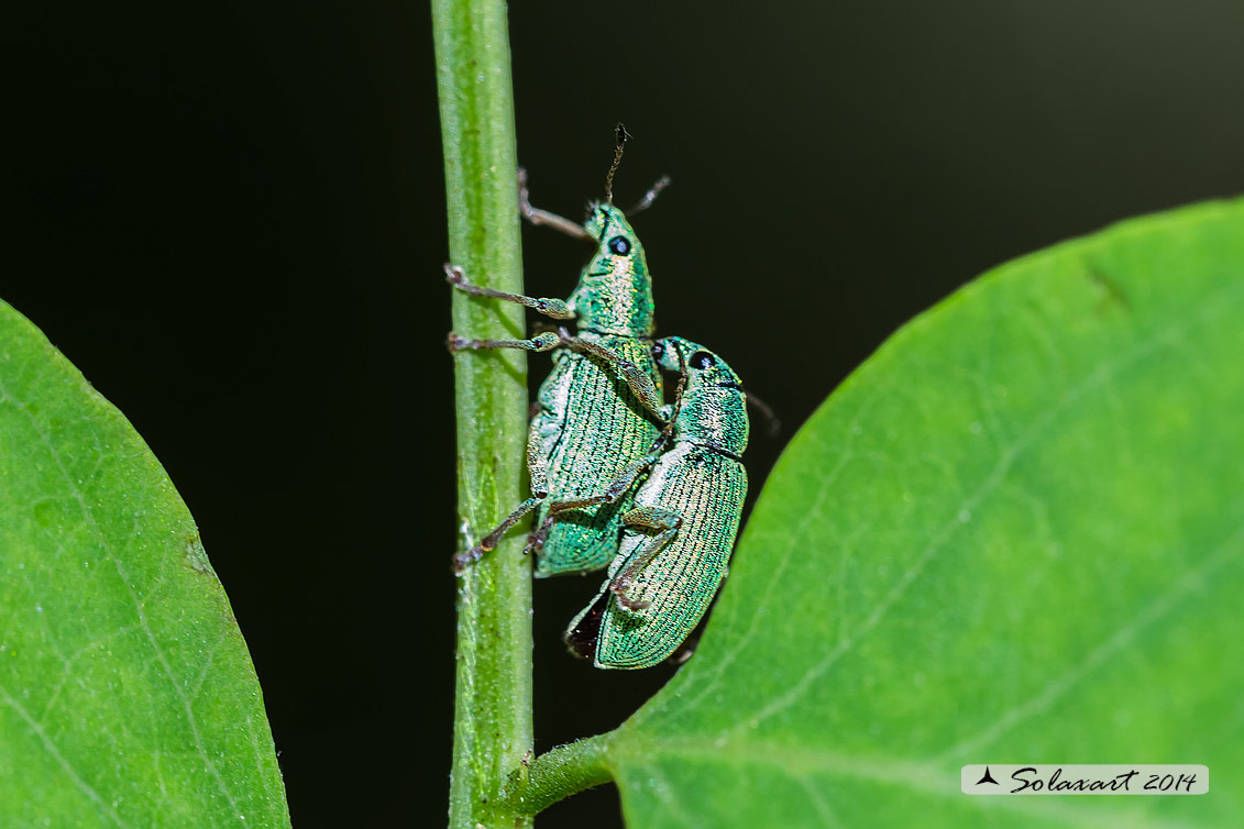 Polydrusus cfr. formosus