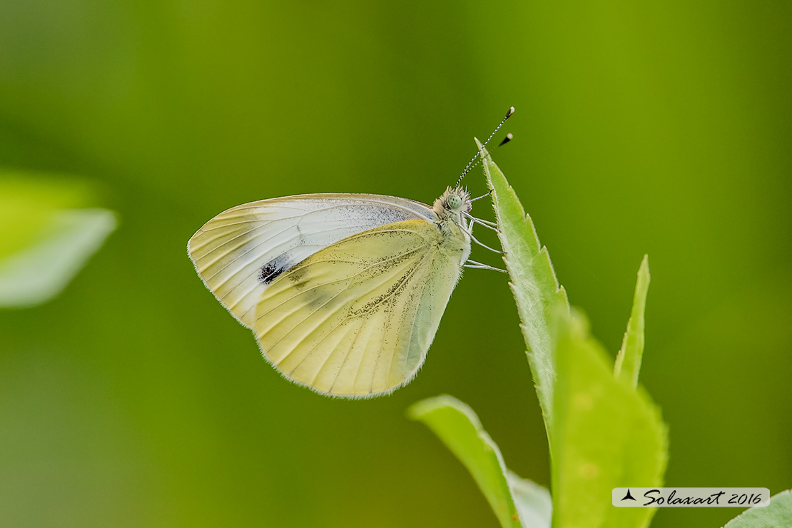 Pieris (rapae ??). No, Pieris napi, Pieridae