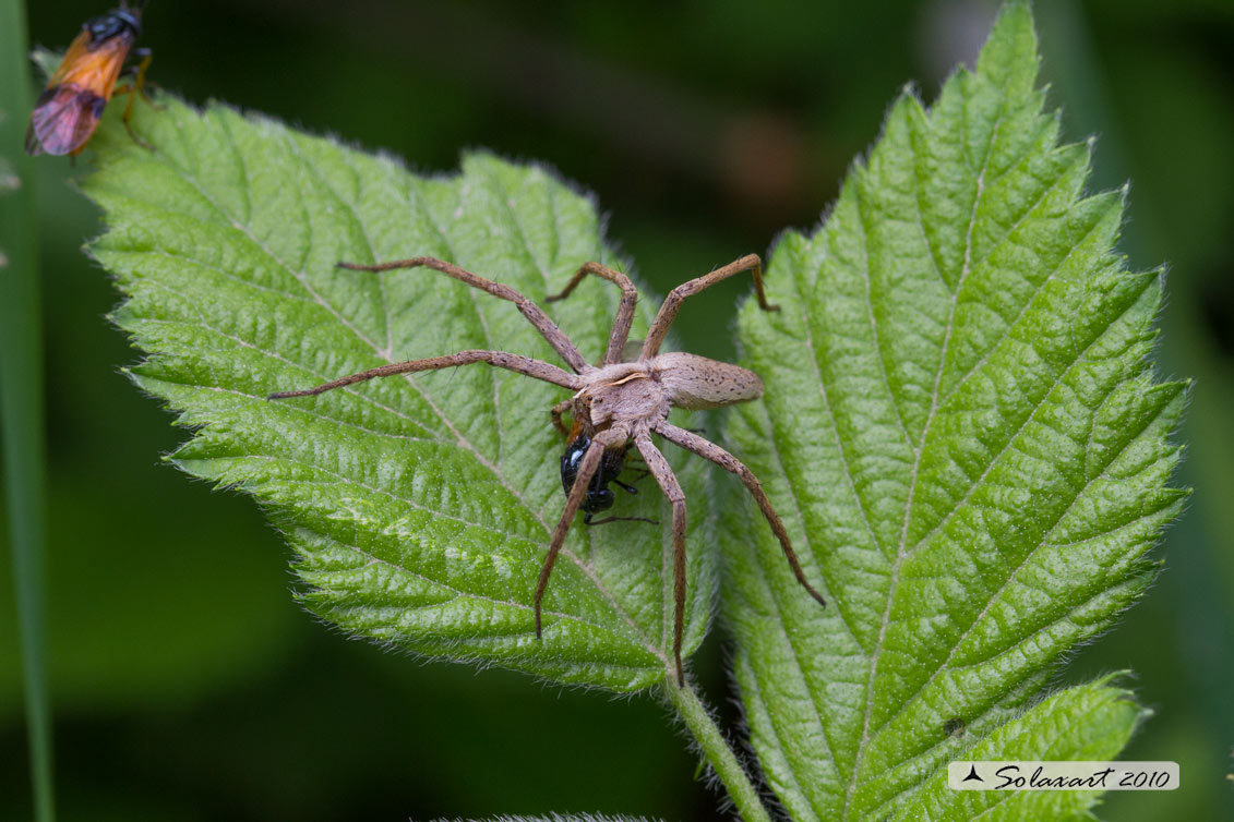 Lycosidae o Pisauridae? Pisaura sp. - Turbigo