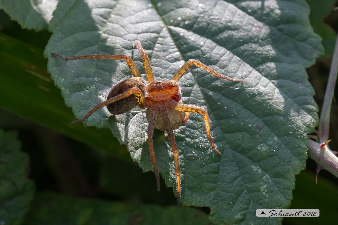 Dolomedes sp.