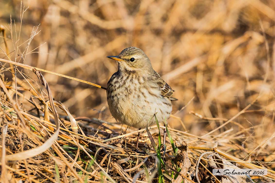 Pispola (Anthus pratensis)  (??)