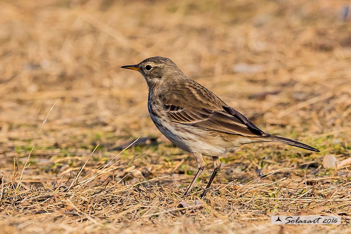 Pispola (Anthus pratensis)  (??)