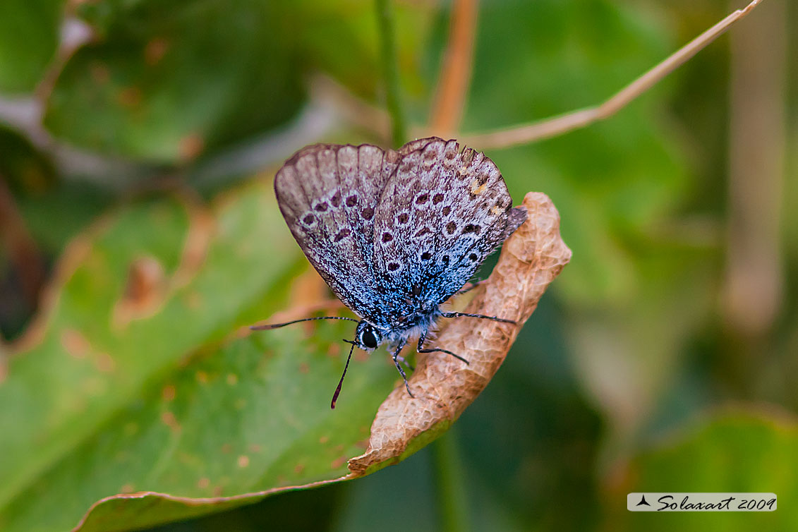 Plebejus sp., femmina anziana