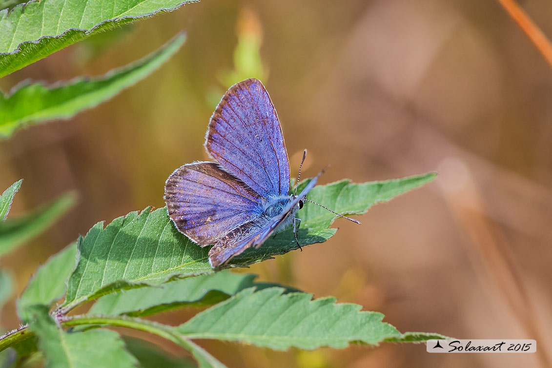 Plebejus argyrognomon (?) Plebejus sp.