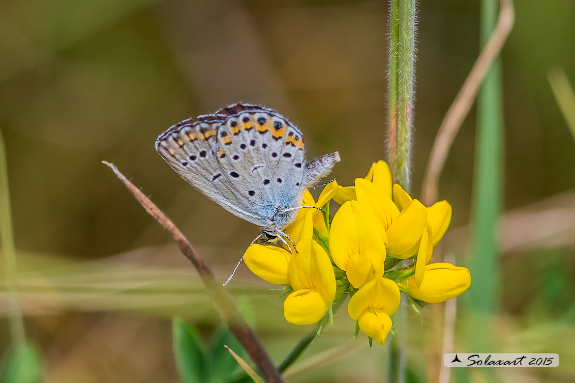 Plebejus argyrognomon (?) Plebejus sp.