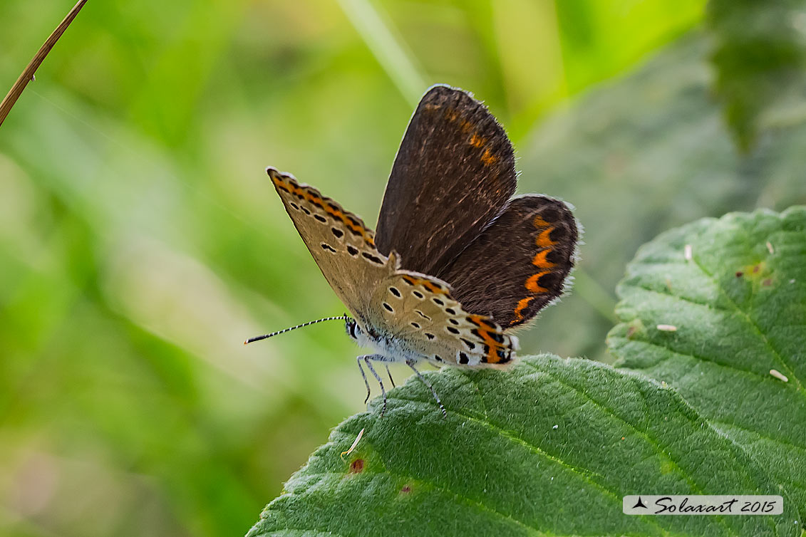 Plebejus argyrognomon (?) Plebejus sp.