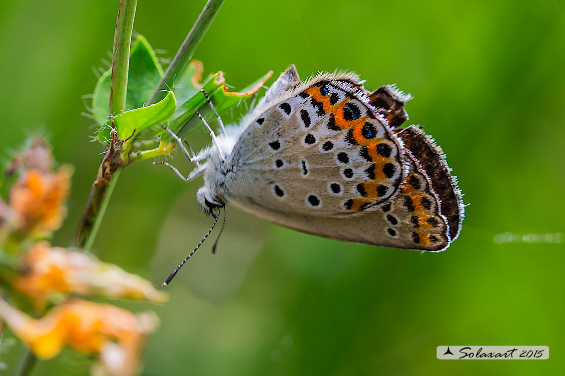 Plebejus argyrognomon (?) Plebejus sp.