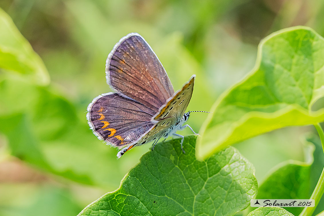 Aricia artaxerxes (?) - No, Plebejus cfr. argyrognomon