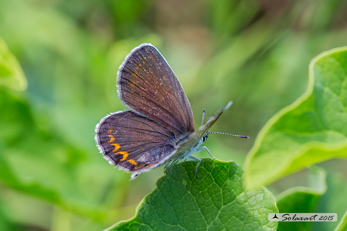 Aricia artaxerxes (?) - No, Plebejus cfr. argyrognomon