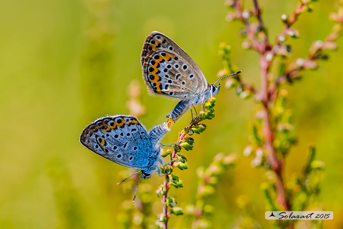 Plebejus xx (forse) - Plebejus argus