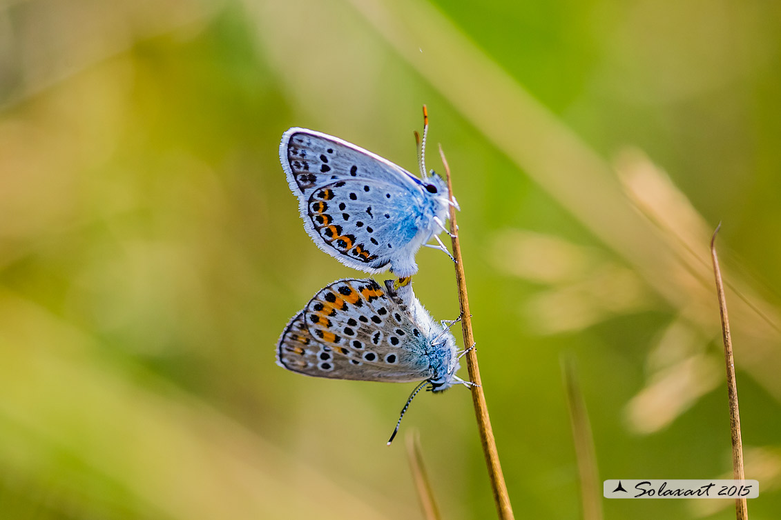 Plebejus xx (forse) - Plebejus argus