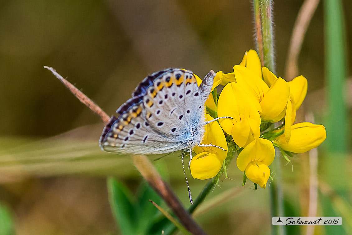 Plebejus argyrognomon (?) Plebejus sp.