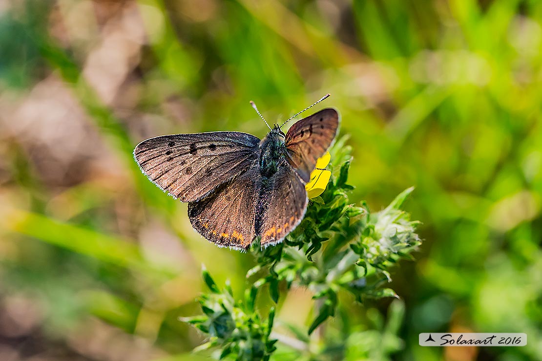 Lycaenidae:  Lycaena tityrus, maschio