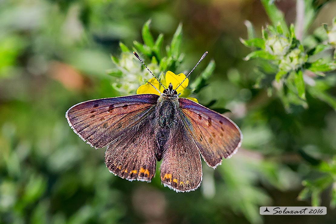 Lycaenidae:  Lycaena tityrus, maschio