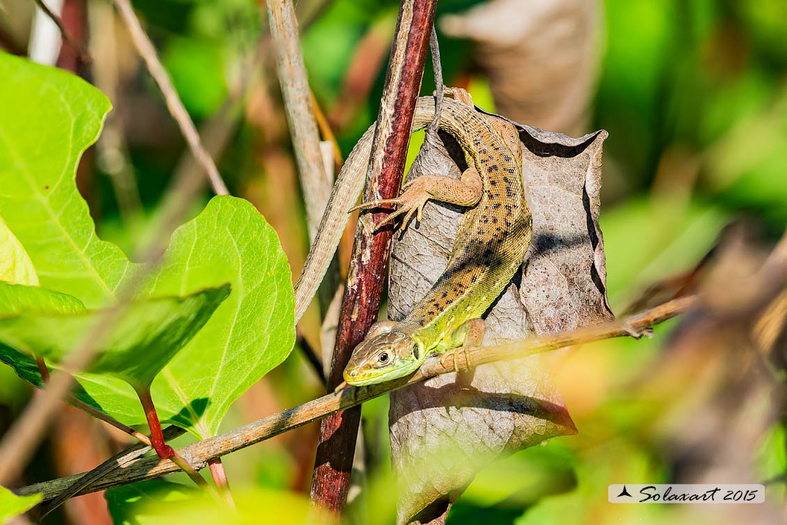 Podarcis muralis (???)