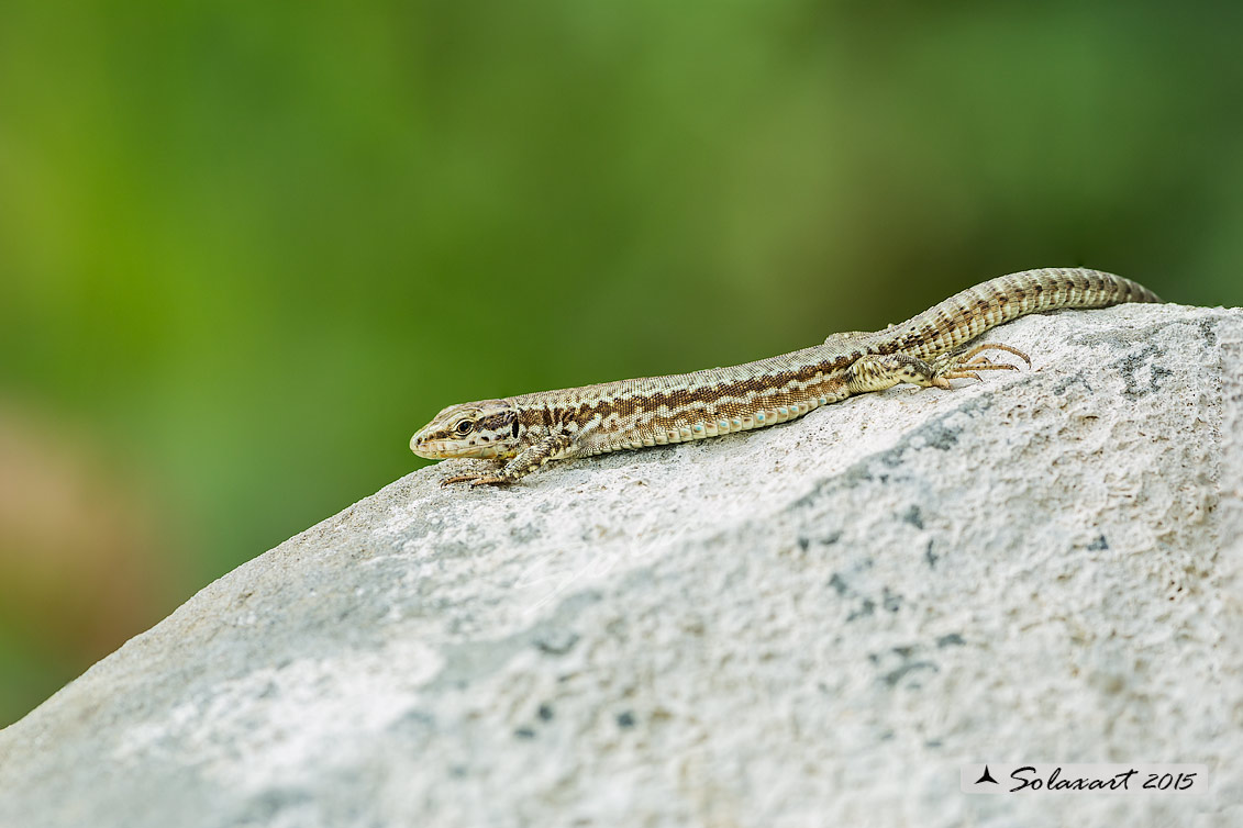 Lacertidae:  Podarcis tiliguerta ??