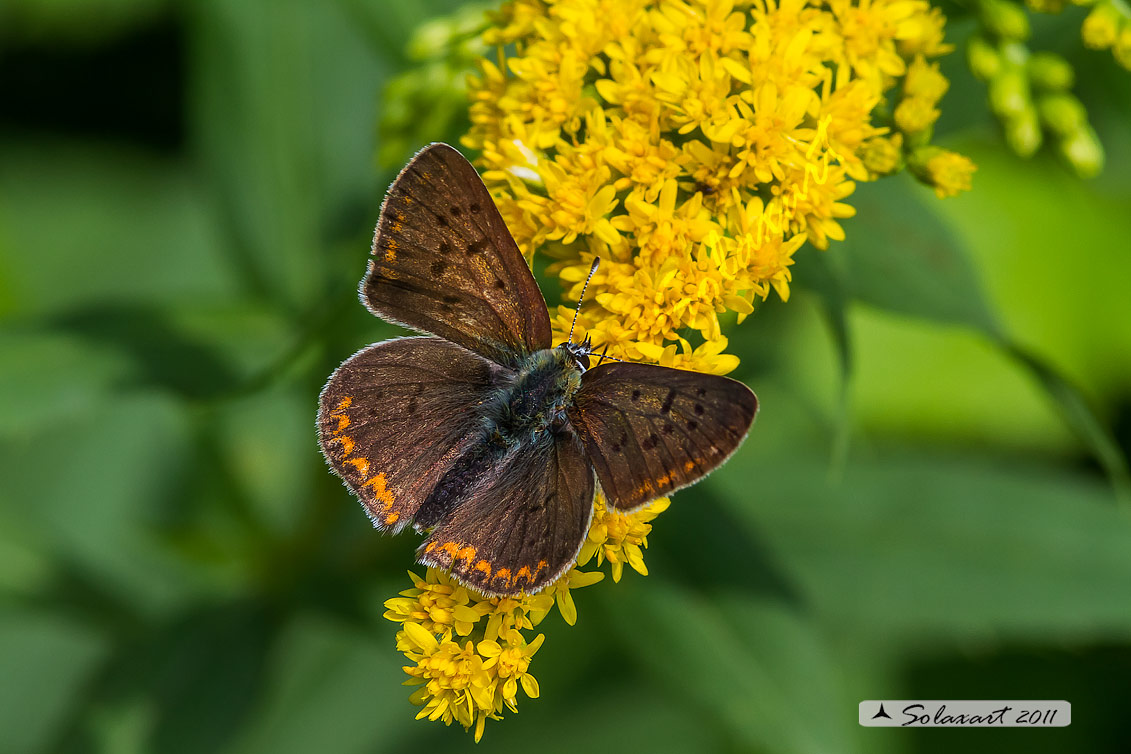 Polyommatus icarus (?)