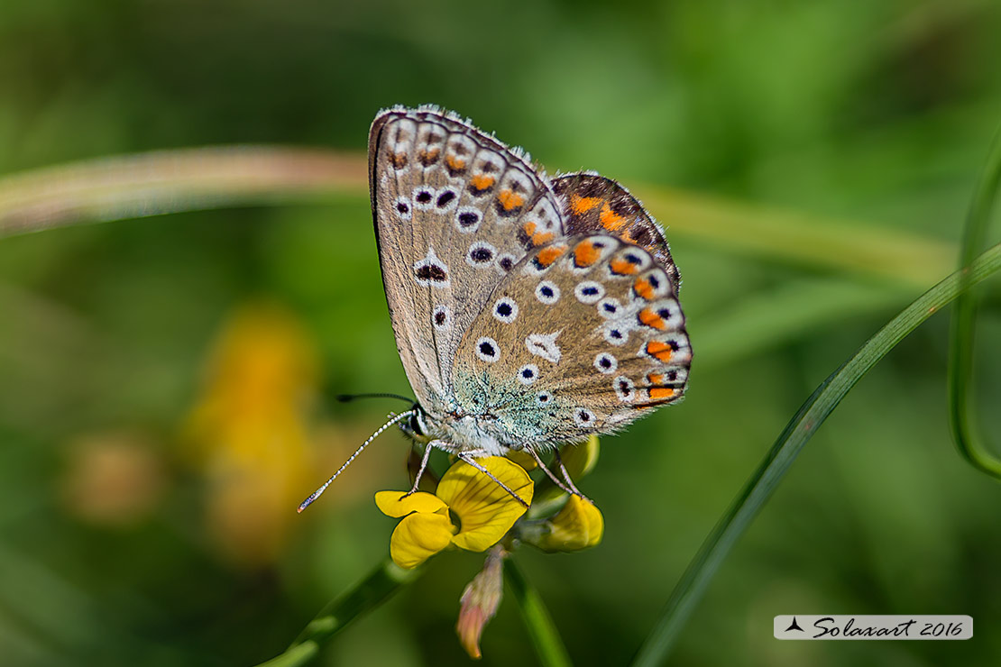 Polyommatus bellargus (?)